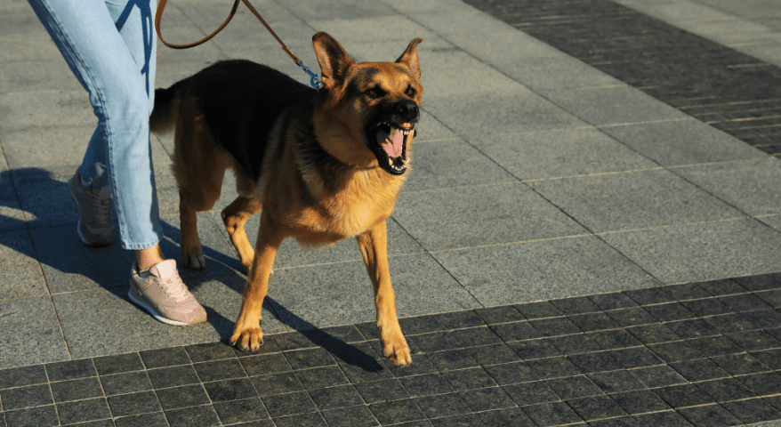 German shepherd on a leash barking at a person
