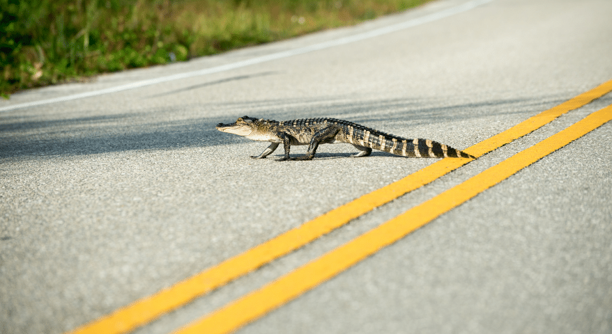 Small alligator crossing the yellow center line of a road