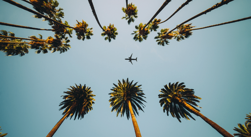 Looking up at palm trees and an airplane against a blue sky