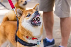 A leashed Shiba Inu showing teeth in a potential dog bite incident