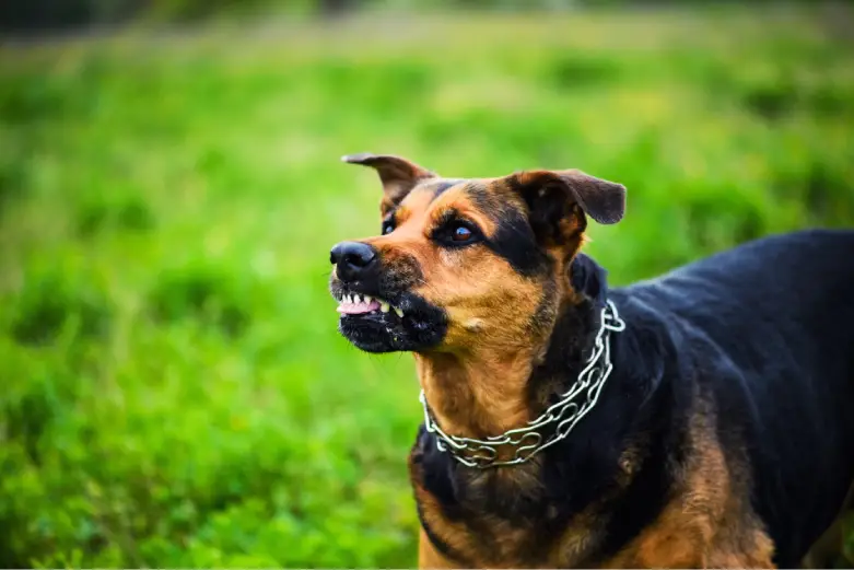 A large brown and black dog snarling with its teeth exposed, indicating a possible dog bite situation.